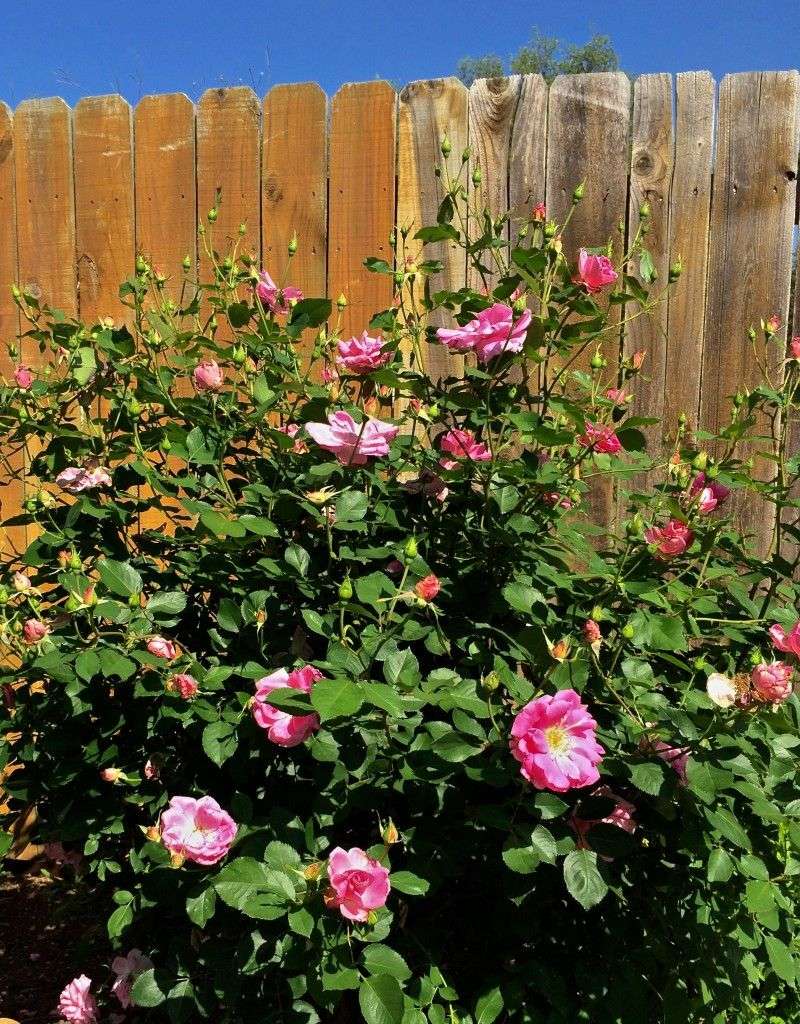 A light September trim may help some Texas roses flower in fall