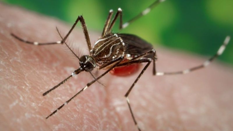 A live flock is not a West Nile warning