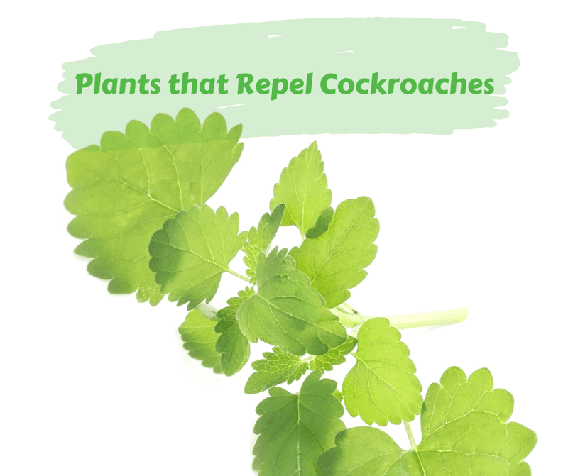 A live plant is not the same as tested catnip oil A live plant is not the same as tested catnip oil