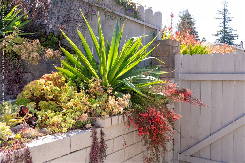 A lizard-covered wall cannot diagnose your yard
