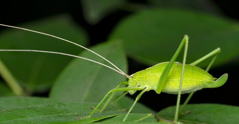 A loud chorus belongs in the food web, not a health test