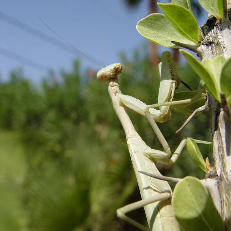 A mantis can eat garden pests without controlling your bed A mantis can eat garden pests without controlling your bed