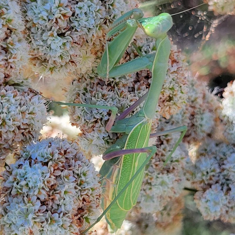 A mantis has found a workable hunting site A mantis has found a workable hunting site
