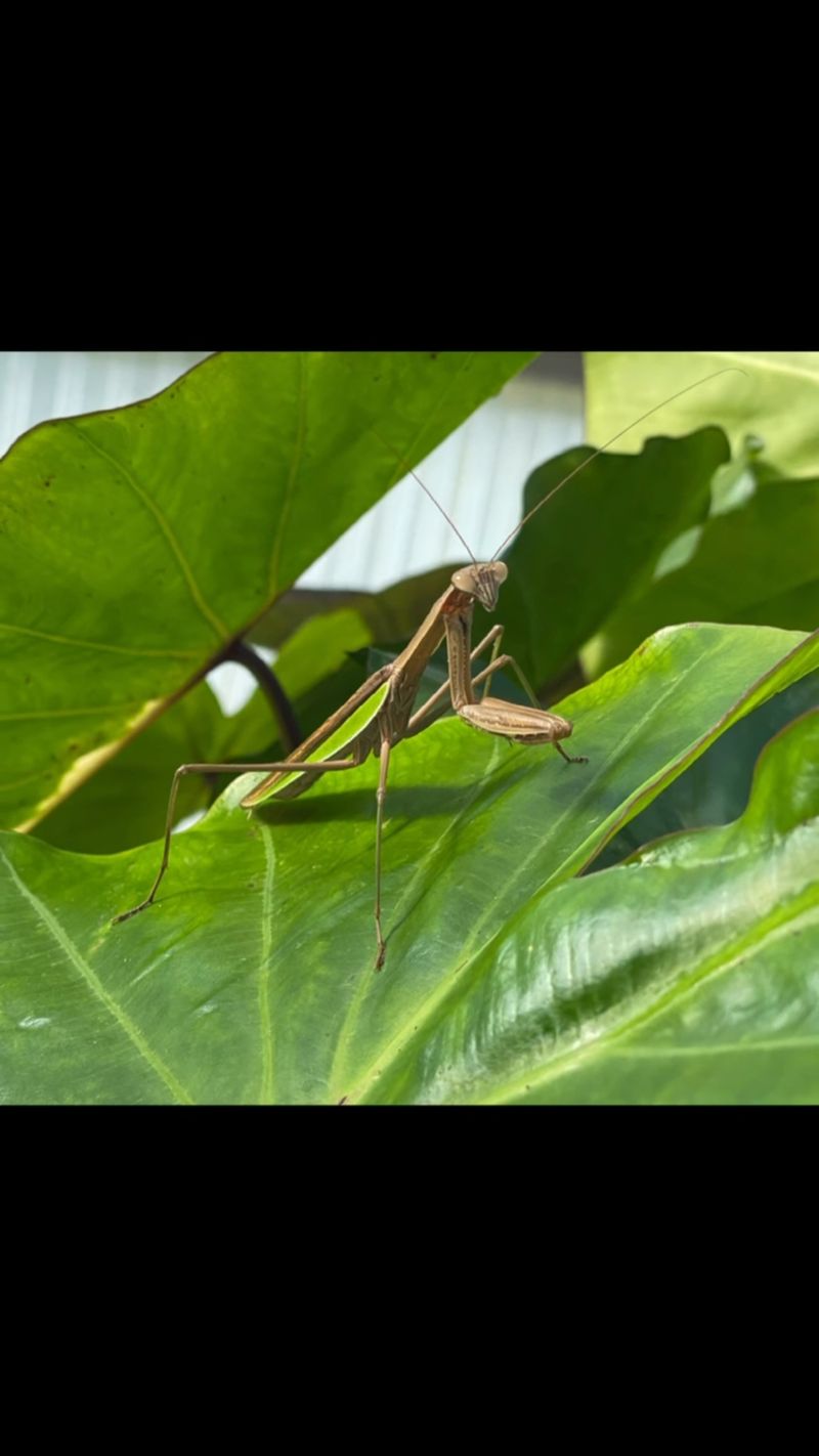 A mantis in the vegetable bed is usually worth leaving alone