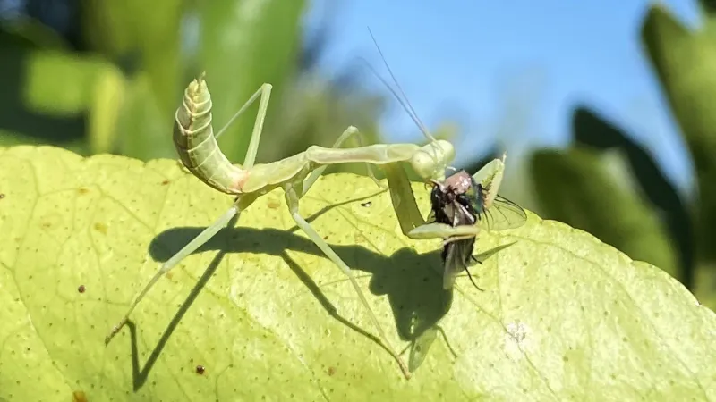 A mantis is a generalist predator, not a garden service A mantis is a generalist predator, not a garden service