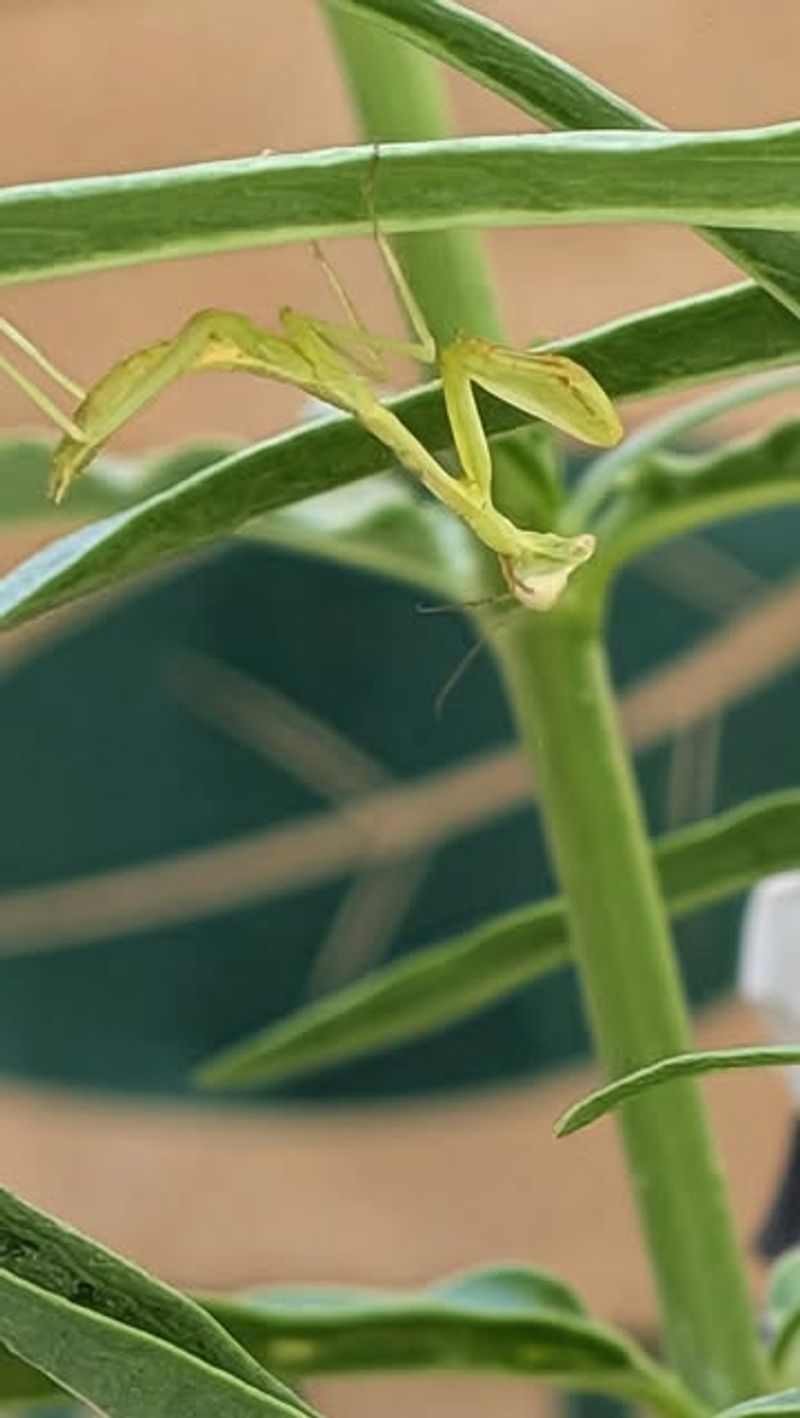 A mantis on the tomato plant is a clue, not a diagnosis A mantis on the tomato plant is a clue, not a diagnosis