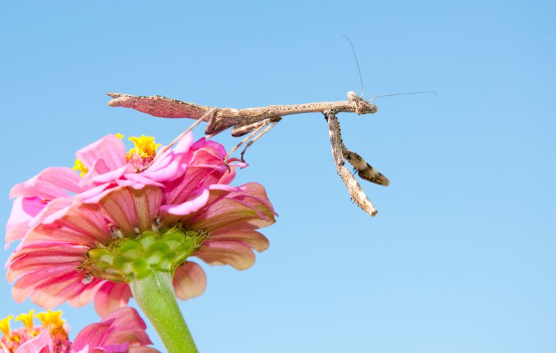A mantis wave is a clue, not a pest report A mantis wave is a clue, not a pest report