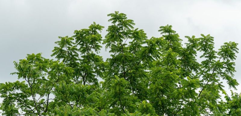 A measured plan protects the yard without promising eradication