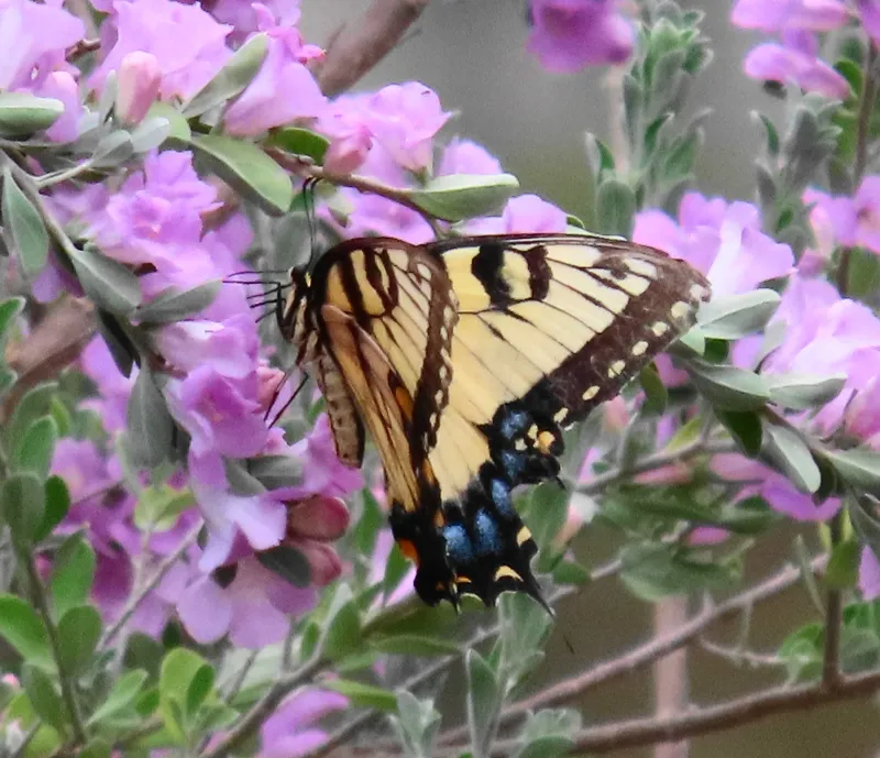 A native shrub can support the food web indirectly