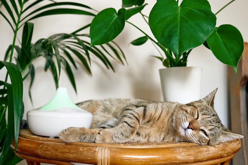 A natural-smelling plant still deserves safety precautions
