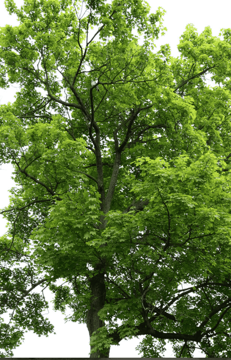 A neighbor’s trimming rights stop short of damaging the tree