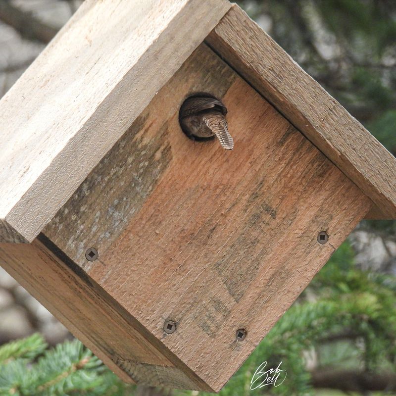 A nest box can add a cavity, but it cannot summon a wren