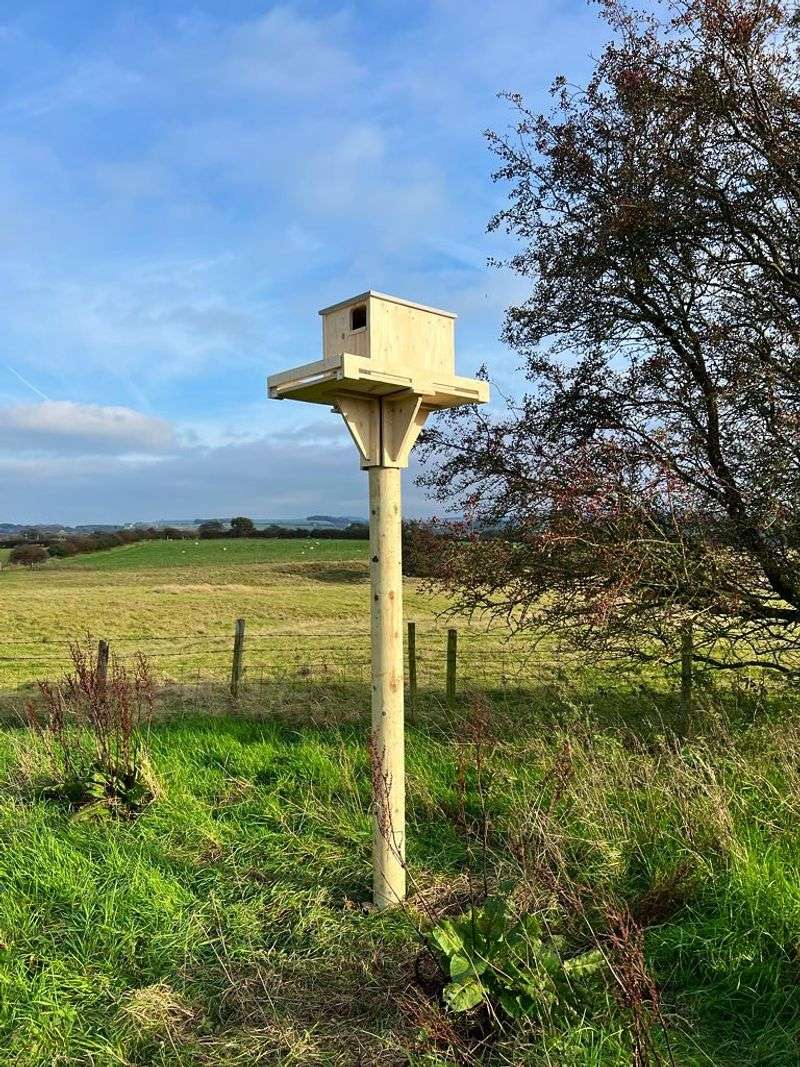 A nest box succeeds only when the property supports an owl