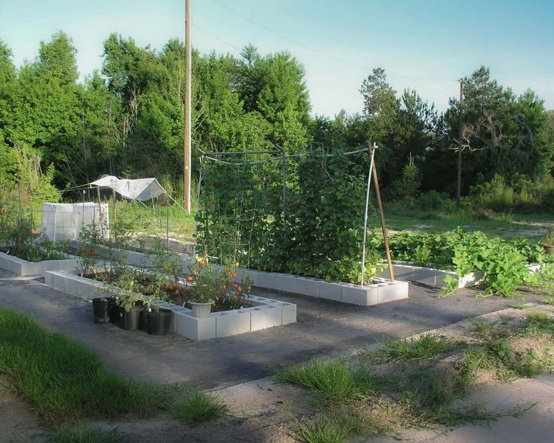 A new planting window may beat forcing pods through the heat wave