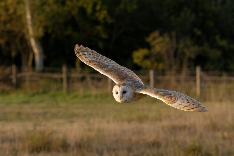 A nighttime sighting usually means hunting, not roosting