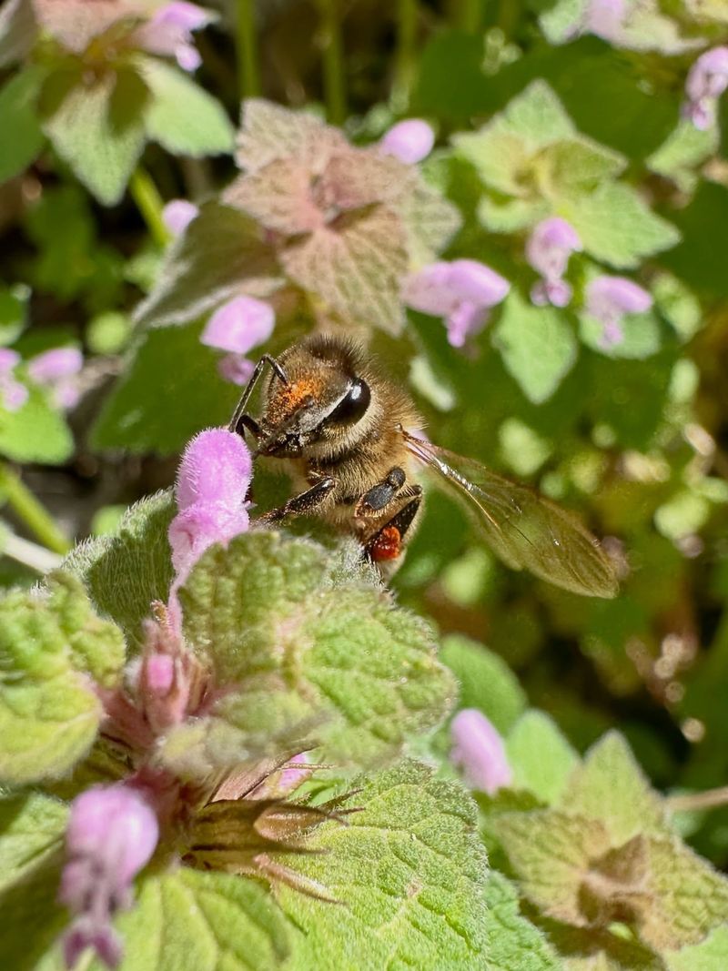 A nonnative weed can still offer early forage
