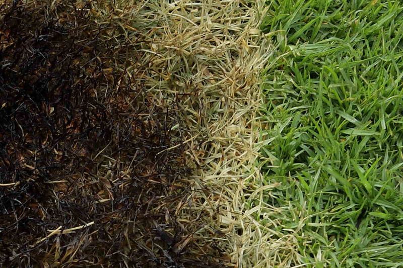 A nonselective spray can damage the lawn you want to preserve