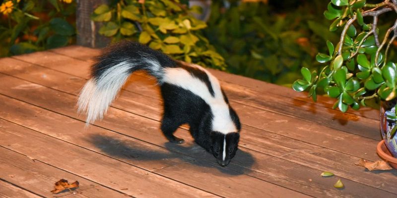 A park or rural release site is not a legal workaround