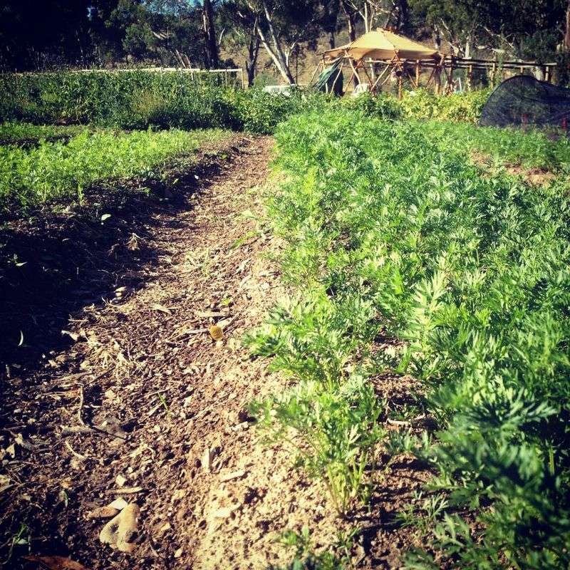A patchy carrot row can signal uneven seed-zone conditions