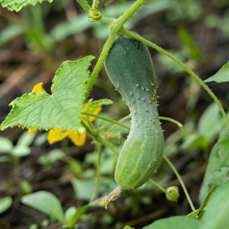 A puckered stem end calls for a separate set of checks