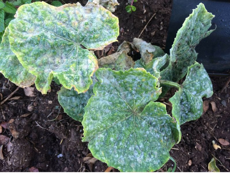 A quick plant-health check can prevent a fertilizer detour A quick plant-health check can prevent a fertilizer detour