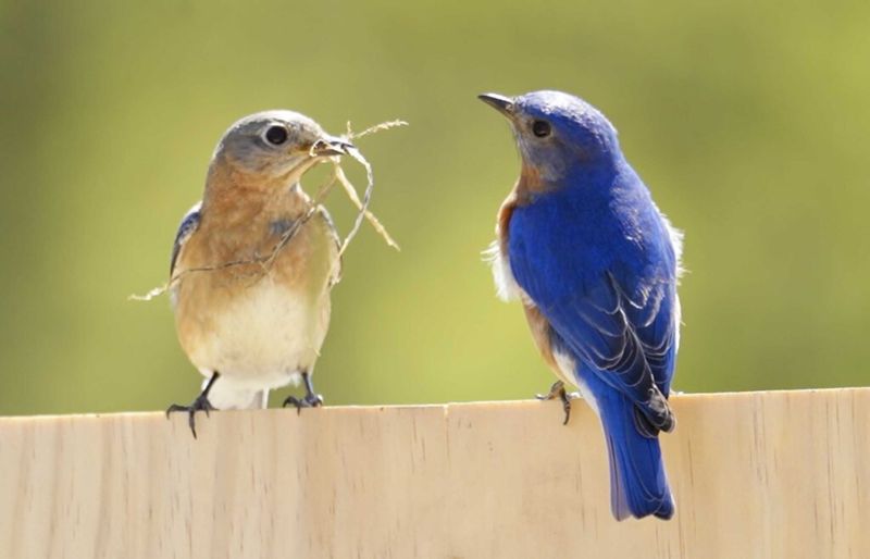 A quiet yard usually reflects changed use, not vanished bluebirds