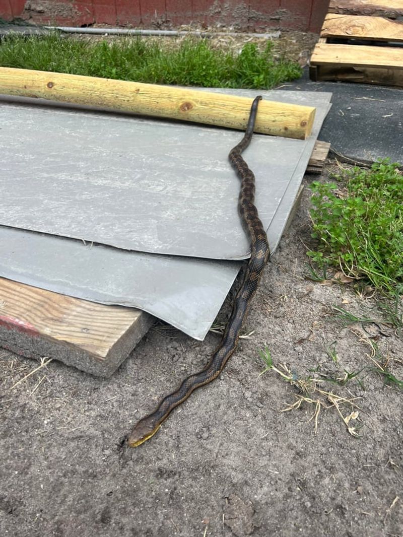 A rat snake near the building may be following available prey