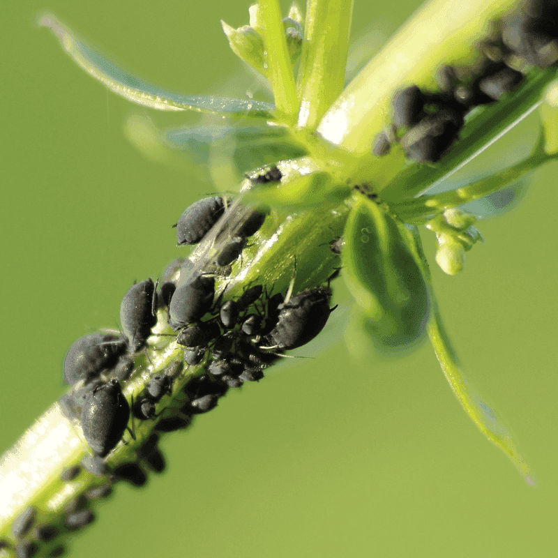 A real infestation still requires integrated pest management