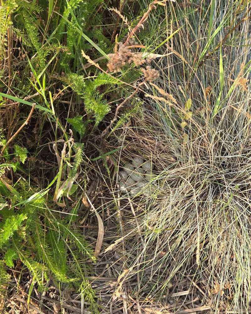 A real nest is usually hidden at ground level
