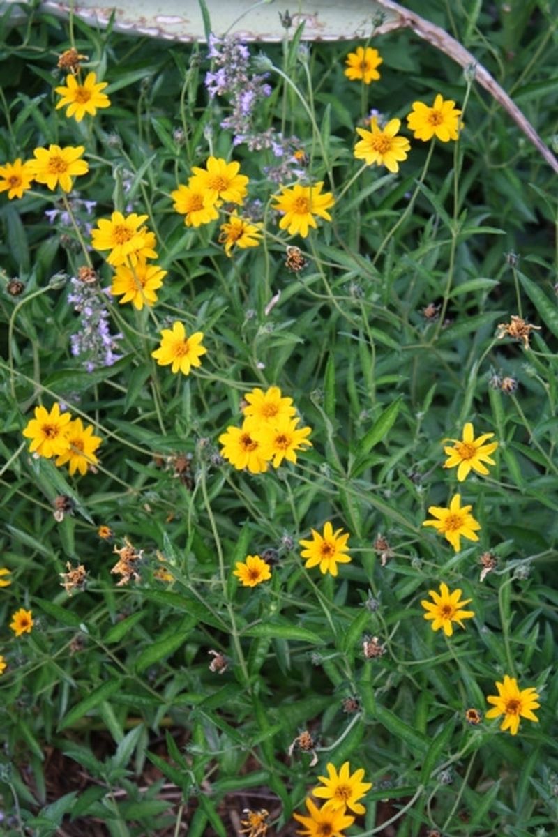 A realistic drought-season role for orange zexmenia A realistic drought-season role for orange zexmenia