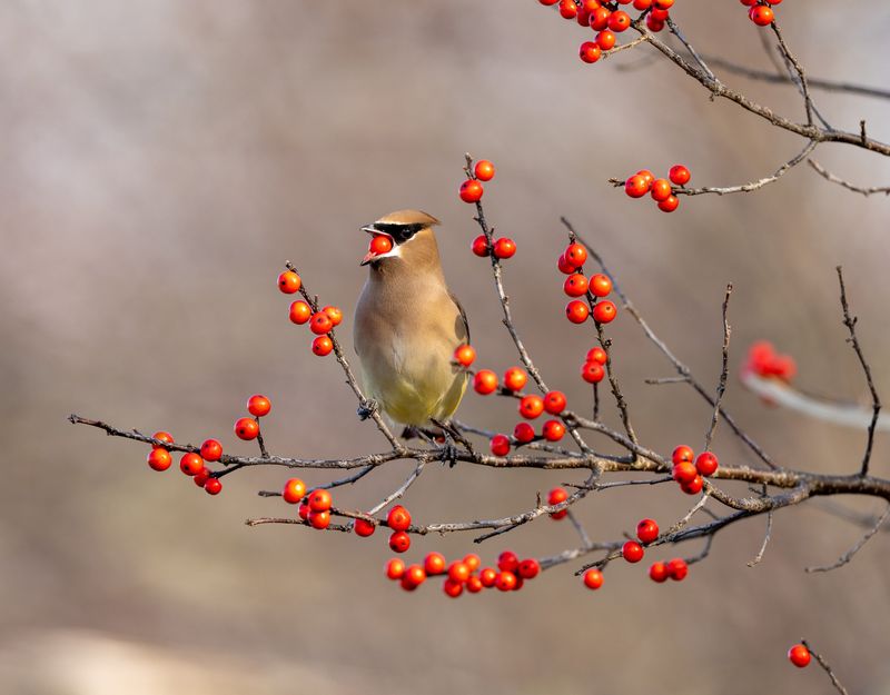 A realistic planting decision protects wildlife and the household