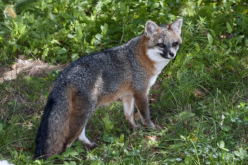 A regular fox is a habitat clue, not a pest-control service