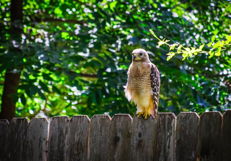 A returning hawk signals opportunity, not a diagnosis