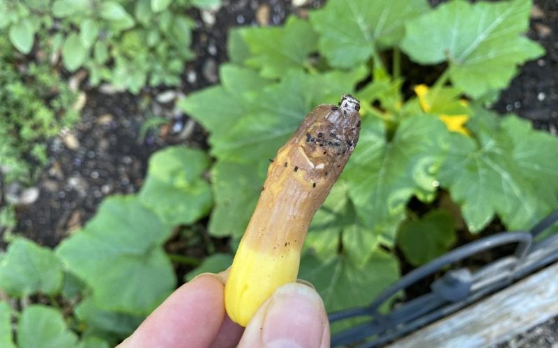 A rotting tip is a symptom, not a diagnosis