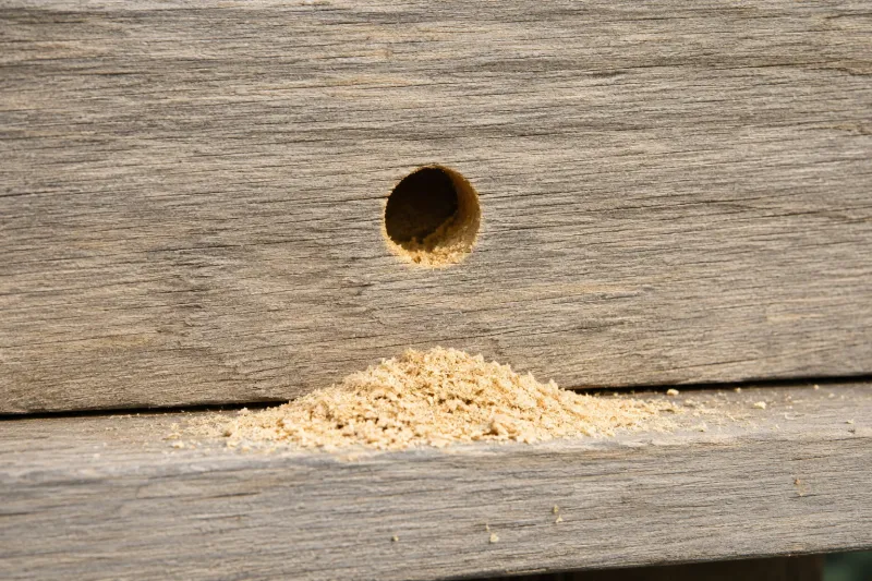 A round hole can be a strong clue—but confirm the bee