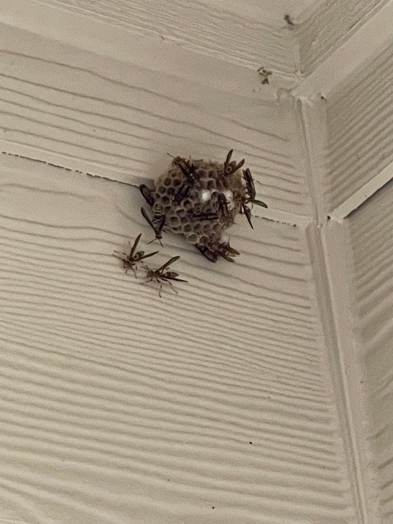 A sheltered porch explains the nest better than its compass direction