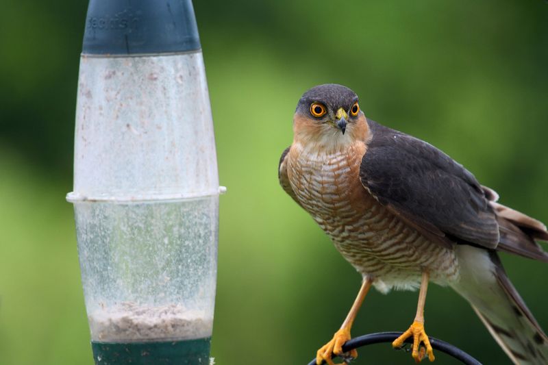 A short feeder pause is the practical response to repeated attacks