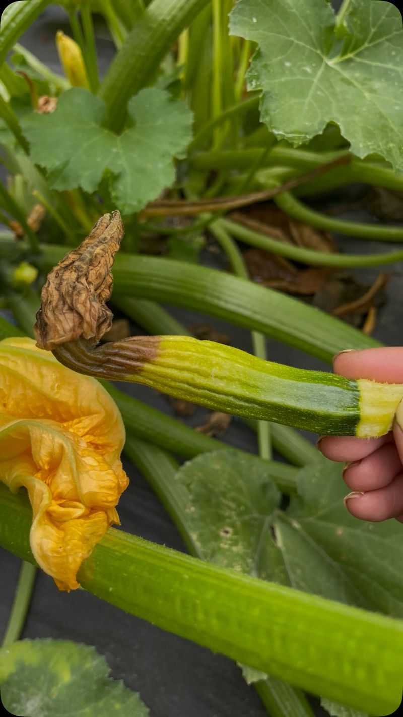 A shrinking baby zucchini points to a different problem