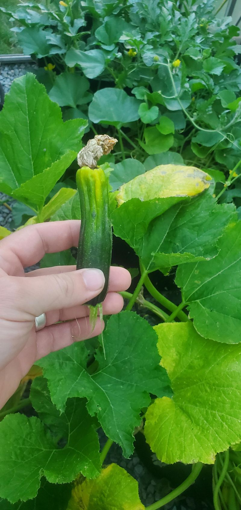 A shriveled baby zucchini needs a diagnosis, not a verdict A shriveled baby zucchini needs a diagnosis, not a verdict