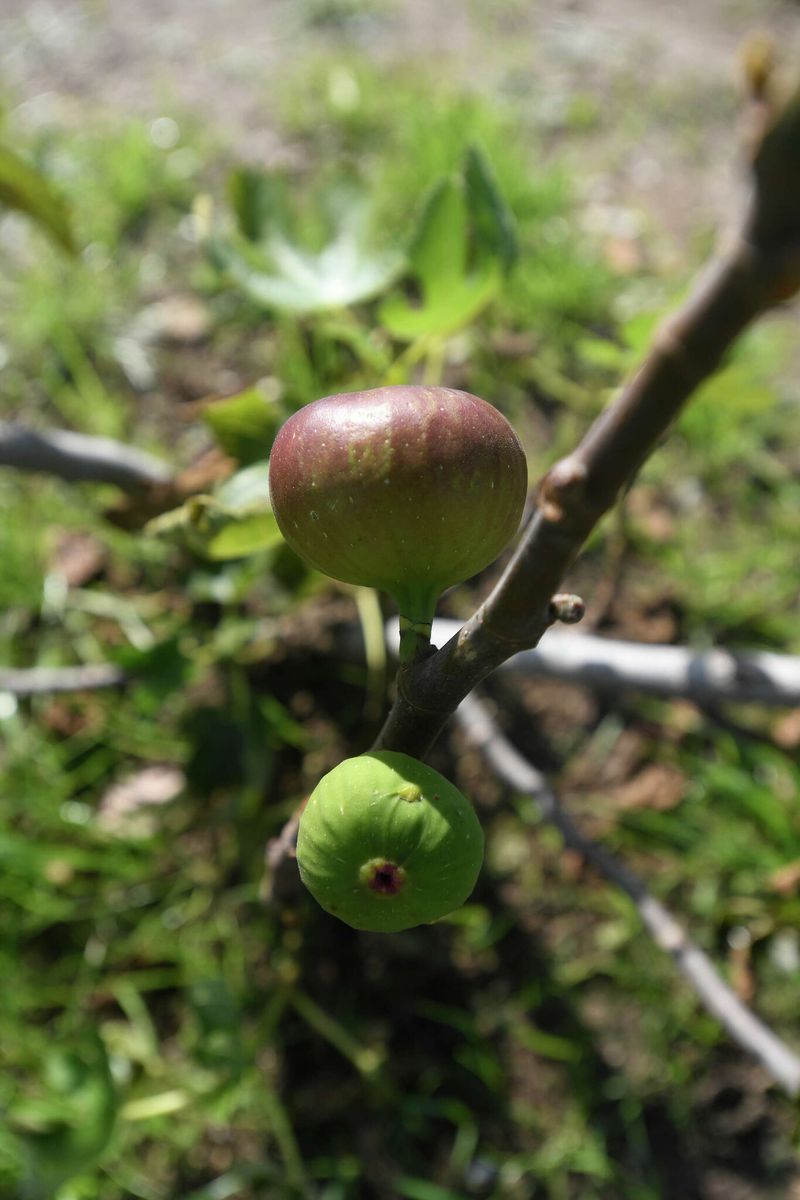 A shriveled fig is a clue to investigate, not a diagnosis A shriveled fig is a clue to investigate, not a diagnosis