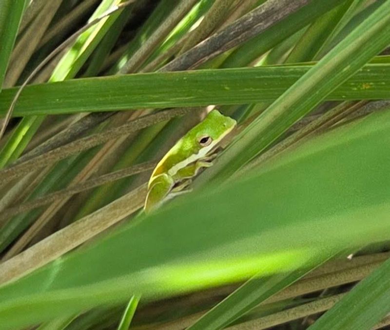 A sighting points to one useful resource, not a perfect garden A sighting points to one useful resource, not a perfect garden