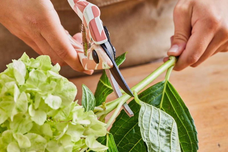 A simple cut creates several chances