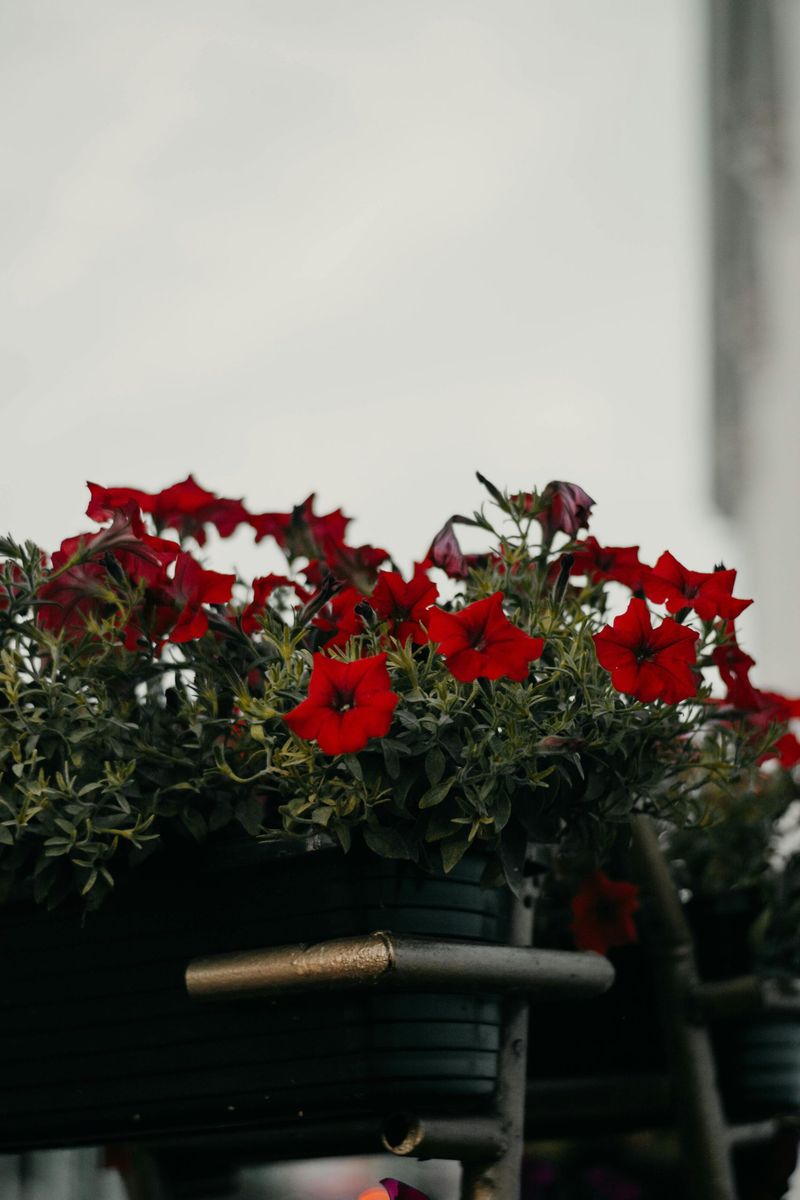 A slowing petunia may be leggy—or simply out of season