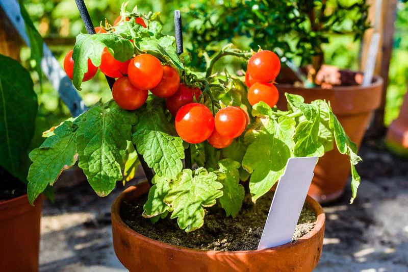 A small pot can amplify heat and moisture stress