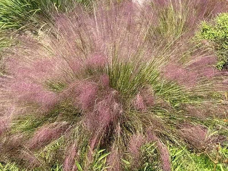 A small seed-friendly area beats planting by folklore