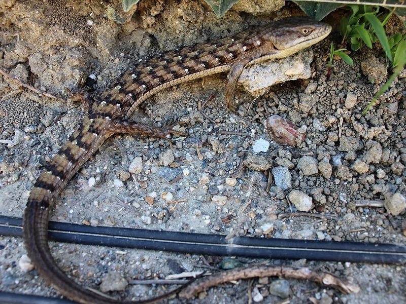 A southern alligator lizard may be a normal yard visitor