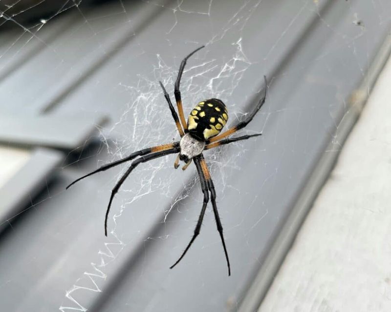 A spider may catch mosquitoes, but it will not clear the yard