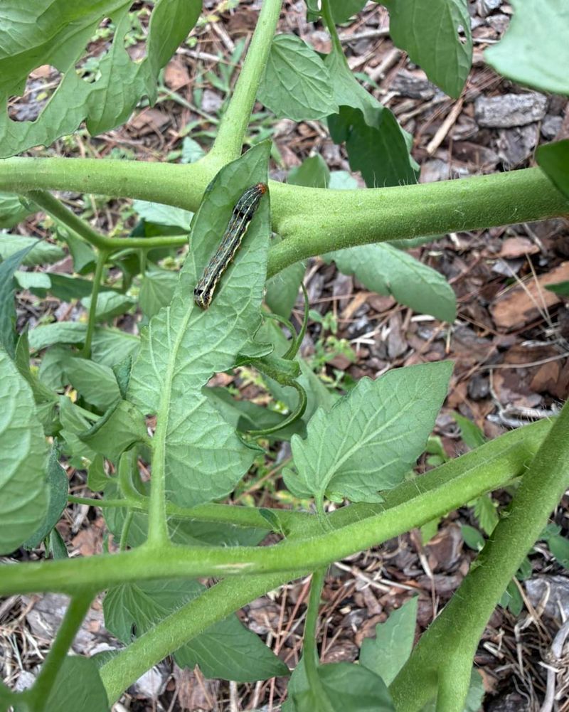 A spider’s presence does not prove caterpillar control