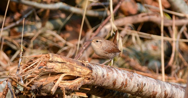 A spotless yard can erase useful cover and nest opportunities