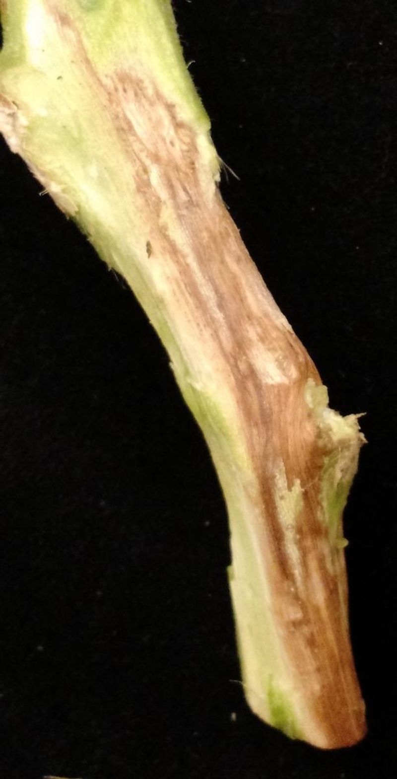 A stem check can reveal vascular damage, not the exact fungus A stem check can reveal vascular damage, not the exact fungus